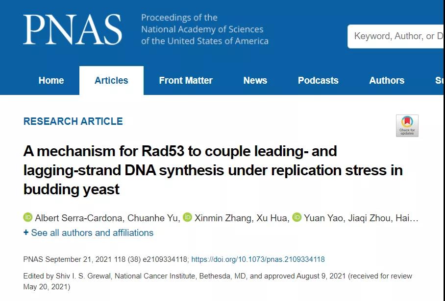 PNAS | DNA复制中的“前-后”协调—DNA复制胁迫时检验点蛋白通过Mrc1-Tof1实现对前导链和后随链复制的调节