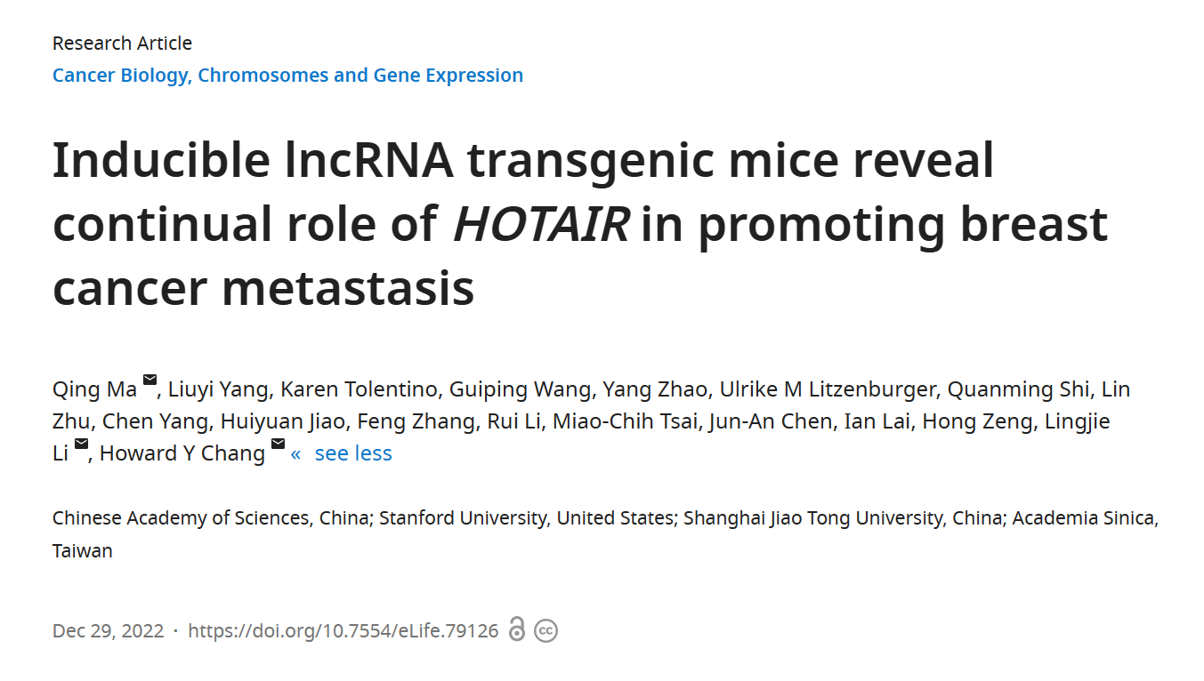eLife | lncRNA HOTAIR小鼠模型解析其促进乳腺癌细胞转移的机制