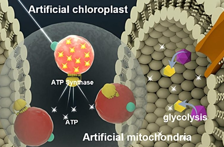 Artificial Cells – The Powerhouse of the Future