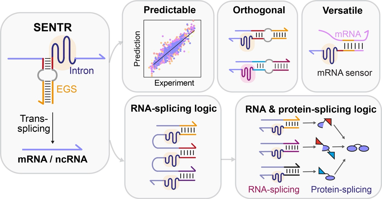 Programming RNA splicing for complex cellular logic computation