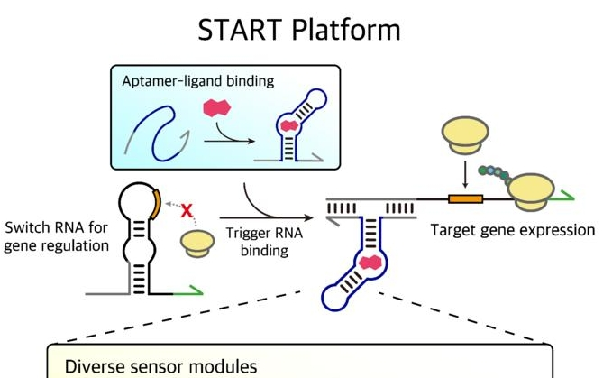 LEGO-inspired advances in life sciences drives customizable sensor technology