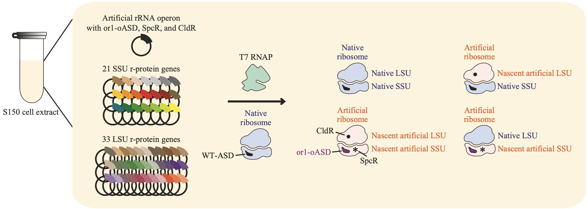 Autonomous ribosome biogenesis in vitro