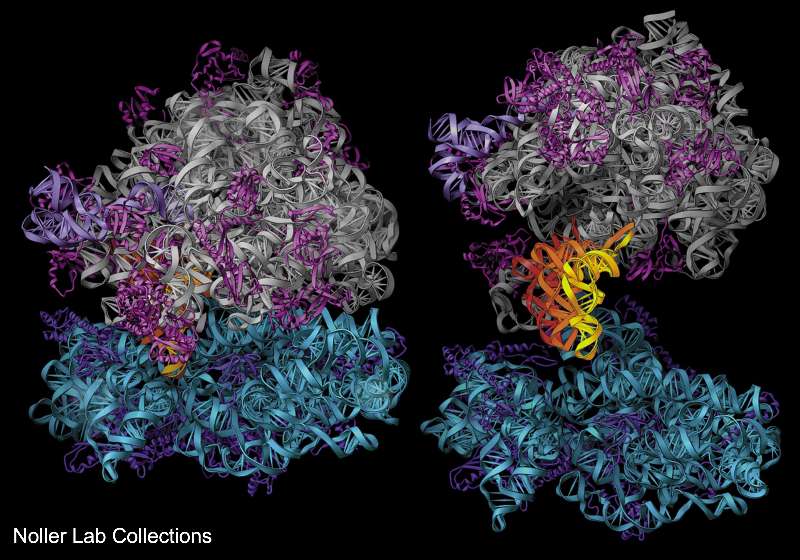 Autonomous ribosome biogenesis in vitro