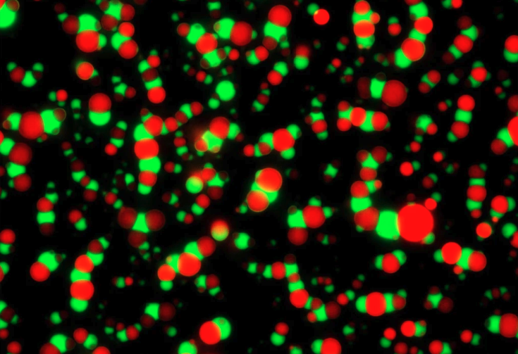 Self-sorting coacervates for high-order protocell networks