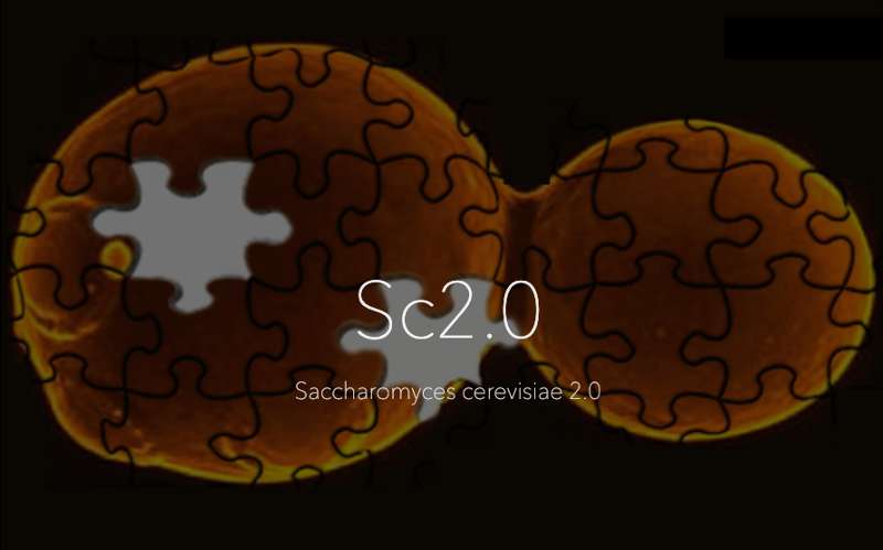 Synthetic yeast genome