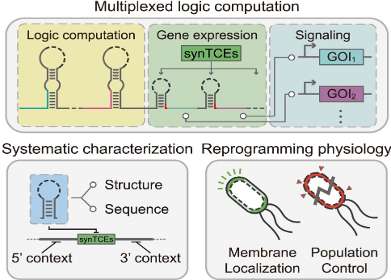Programming cells: Revolutionizing genetic circuits with cutting-edge RNA tools