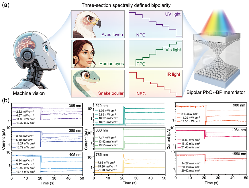Advanced Materials | 基于双极性黑磷忆阻器的全光操控逻辑运算与多光谱图像识别