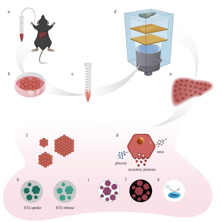 Biomaterials | 全息声镊制造的原代肝细胞3D模型拥有核心肝功能