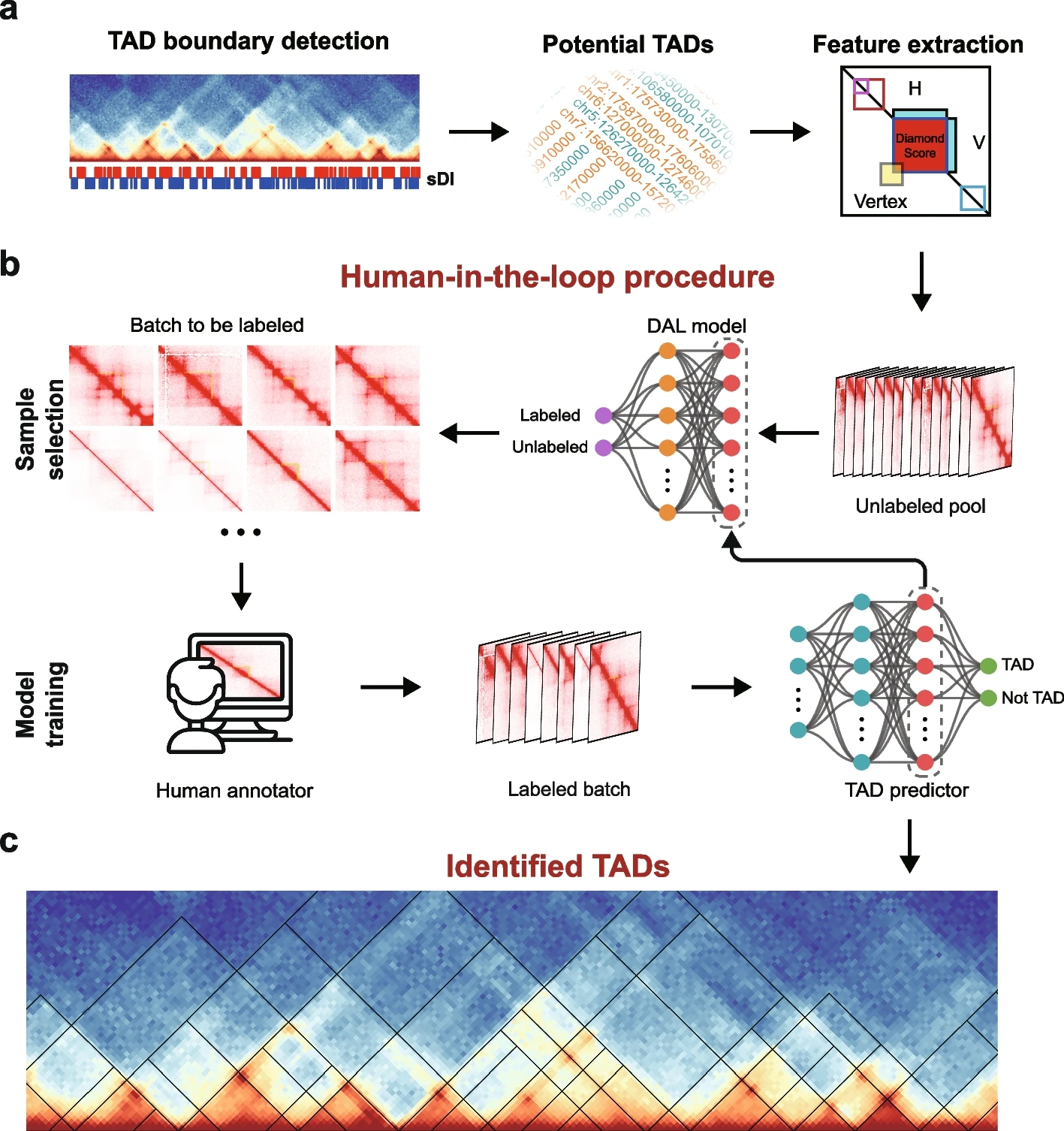 Genome Biology | 资治科/李立：人机交互框架提升染色质拓扑相关结构域识别能力，助力三维基因组研究