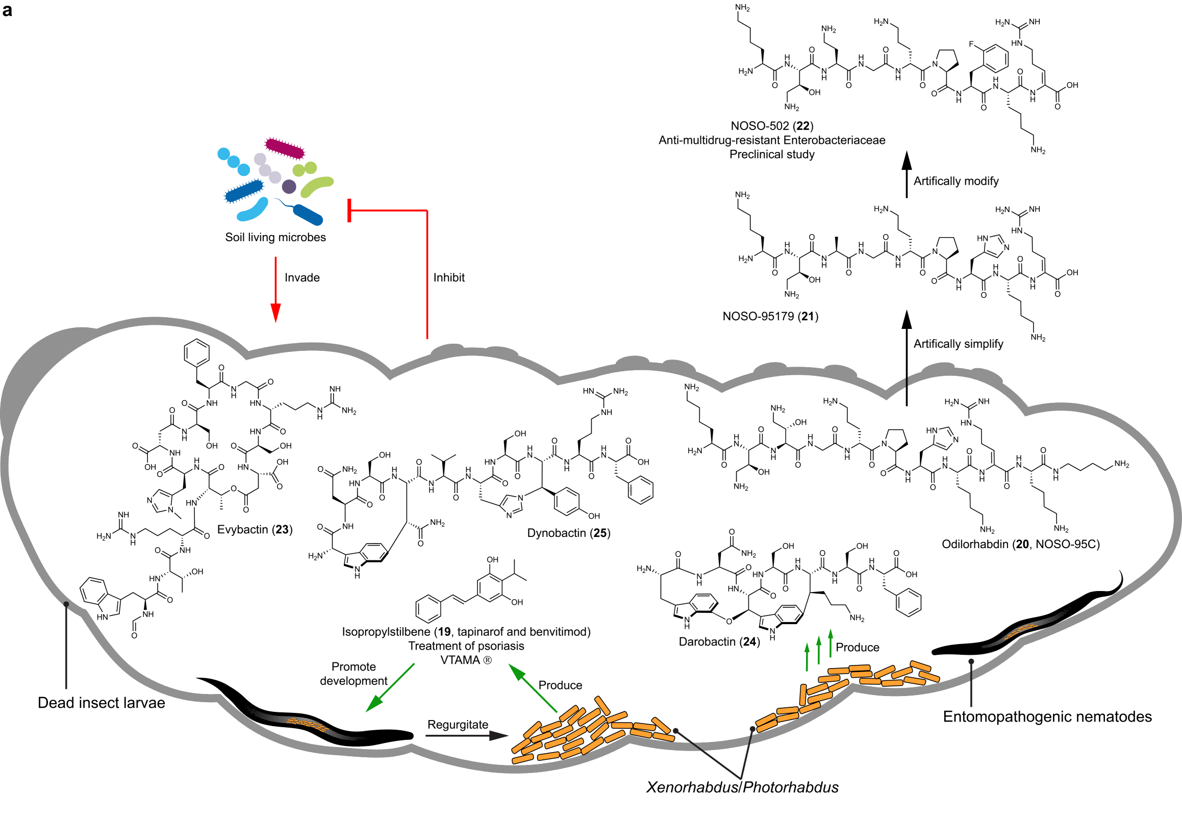 图3、昆虫致病线虫共生细菌产生的药物（候选）分子(1).png