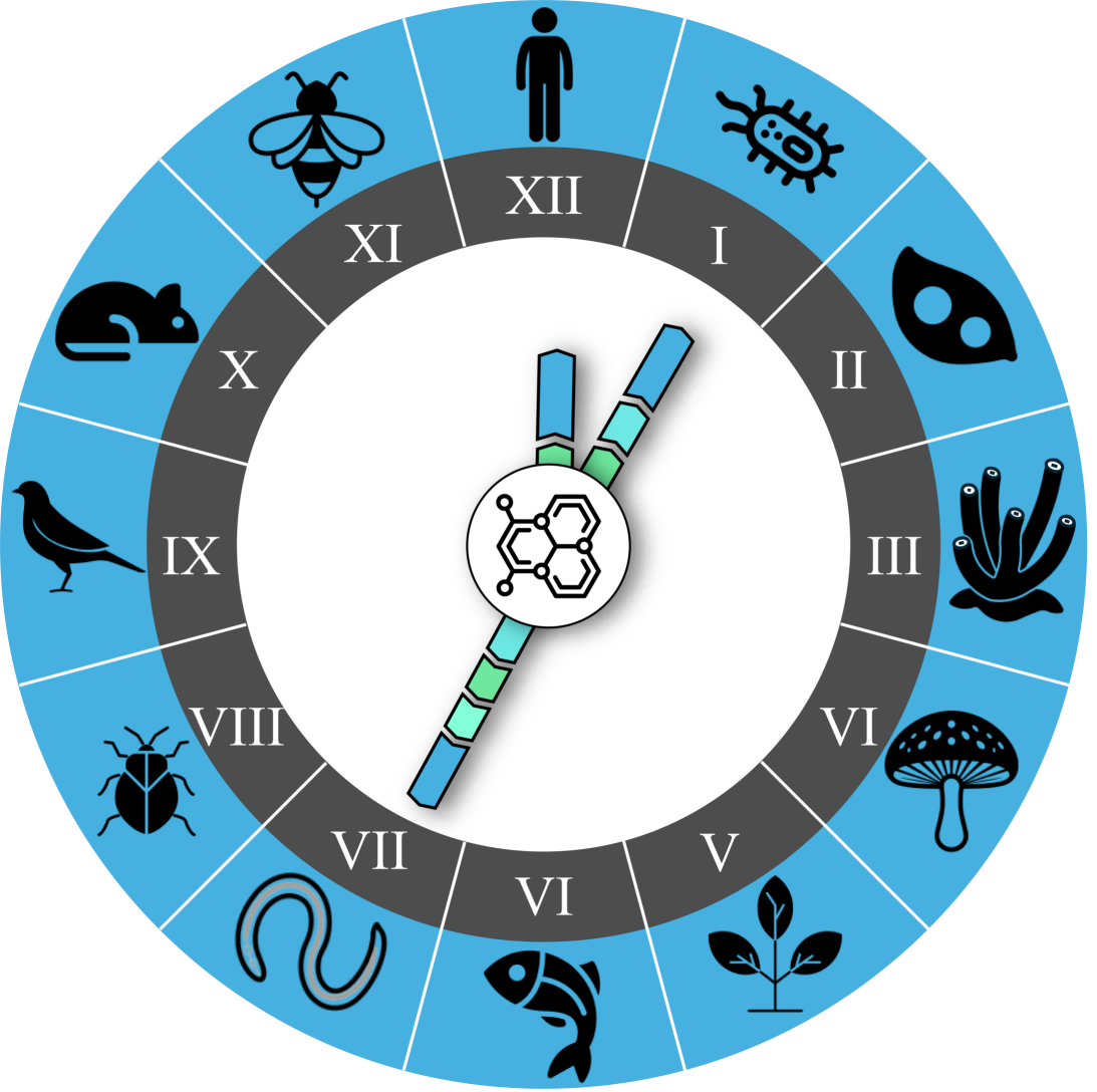 图1、地球生命时钟以及生物合成基因簇介导物种生命演化进程(1).png