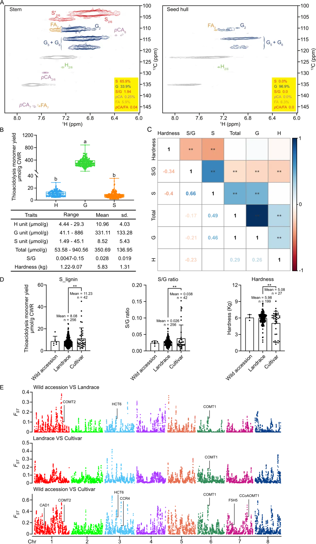 Advanced Science | 张学斌/孙朝霞/赵乔课题组解析苦荞果壳木质素组成的遗传调控机制