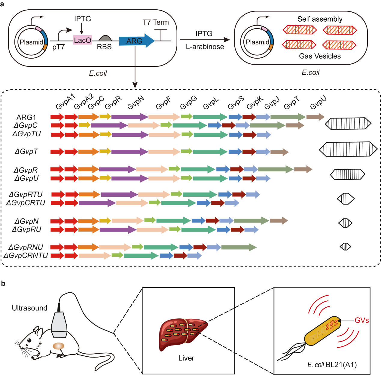 Small | 基因调控生物气囊超声造影剂的粒径尺寸及其成像