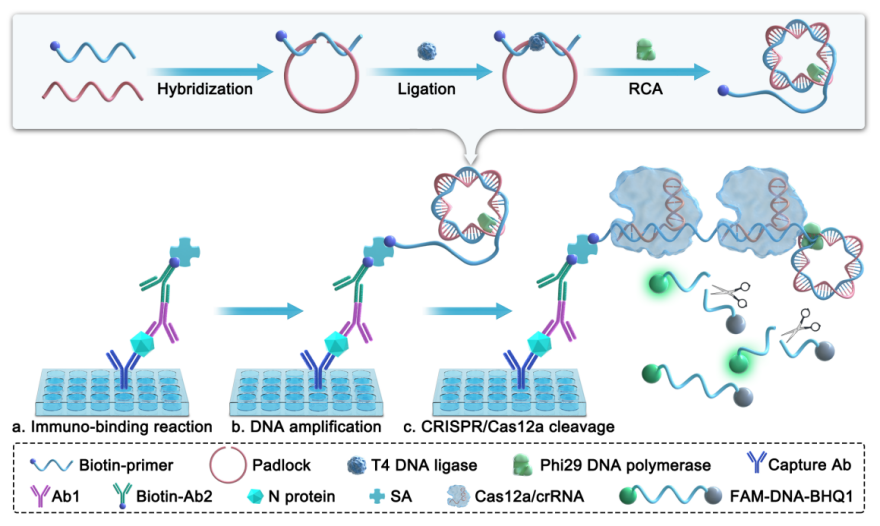 ACS Sensors | CRISPR/Cas12a介导超灵敏免疫分析用于SARS-CoV-2核衣壳蛋白检测