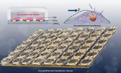 Science Advances | 声镊转染技术为细胞治疗提供新工具
