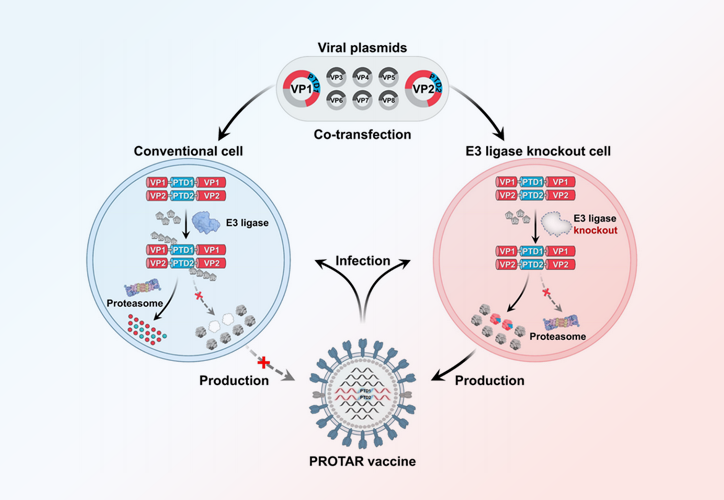 专家点评Nature Chemical Biology | 拓展灵活通用性，开发第二代蛋白降解靶向活疫苗技术