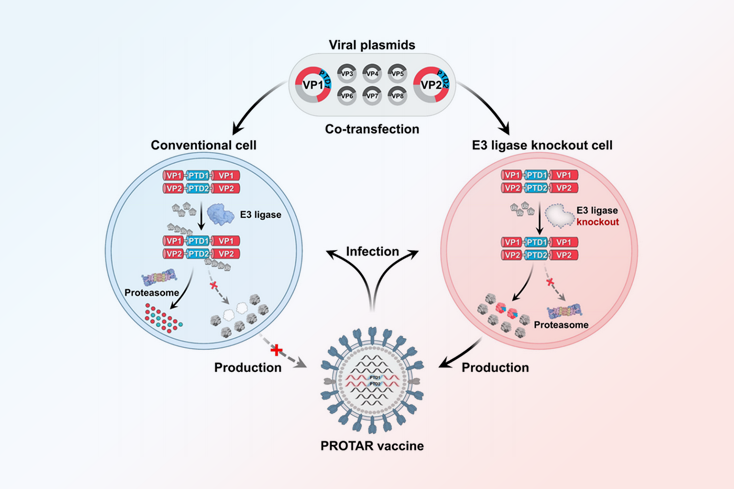 专家点评Nature Microbiology | 建立蛋白降解靶向PROTAR流感疫苗库
