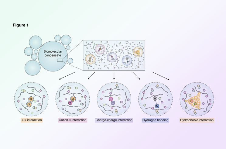 Journal of Biological Chemistry | 生物大分子凝聚物的合成与应用研究进展