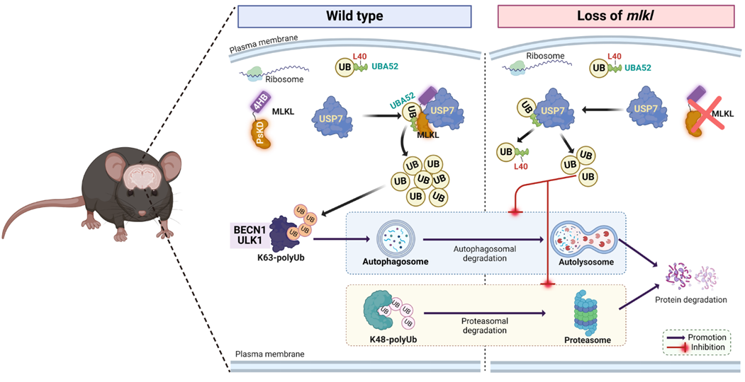 Autophagy｜深圳先进院屠洁团队发现泛素稳态通过调控神经细胞自噬影响认知的分子机理