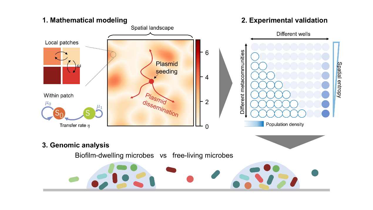 MSB，eLife & Communications Biology | 跨尺度理论体系揭示微生物基因流动的核心定量规律