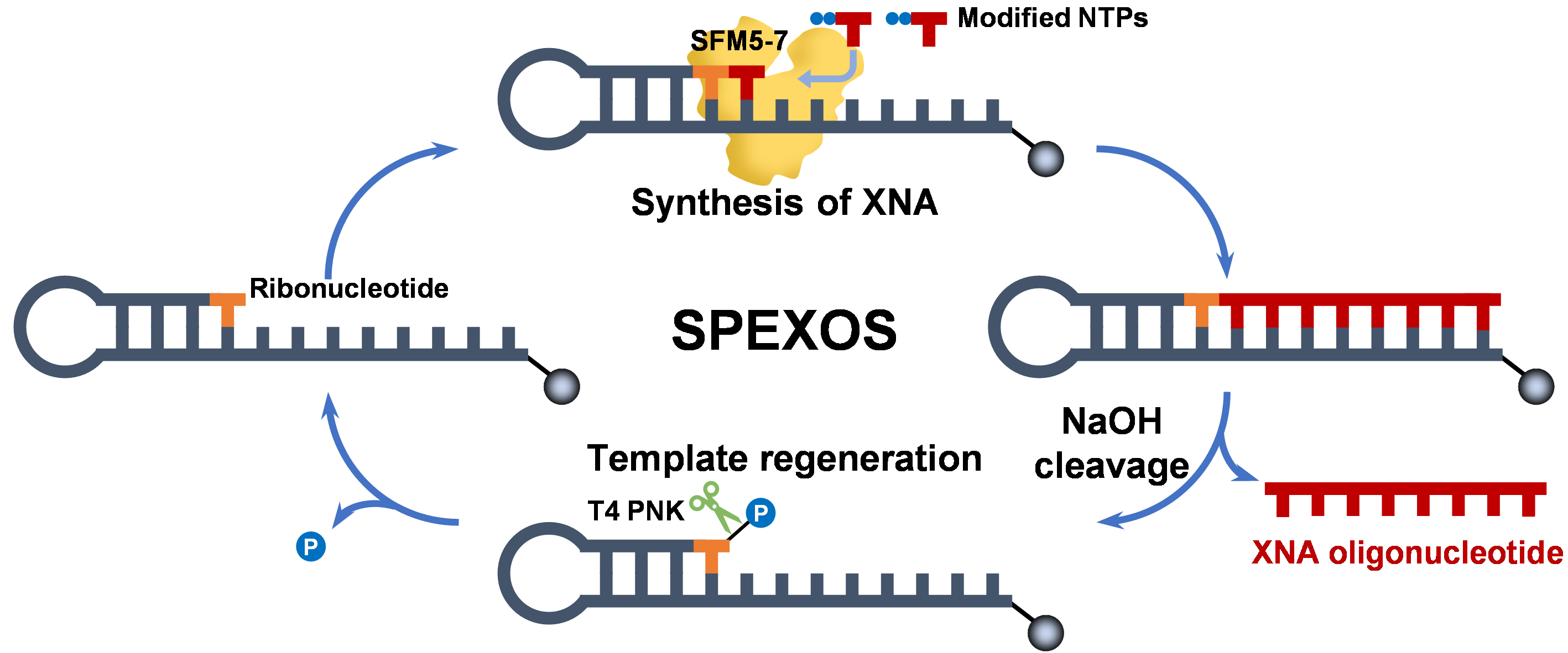 Nucleic Acids Research | 陈庭坚/梅辉团队合作开发非天然核酸（XNA）固相酶促合成平台