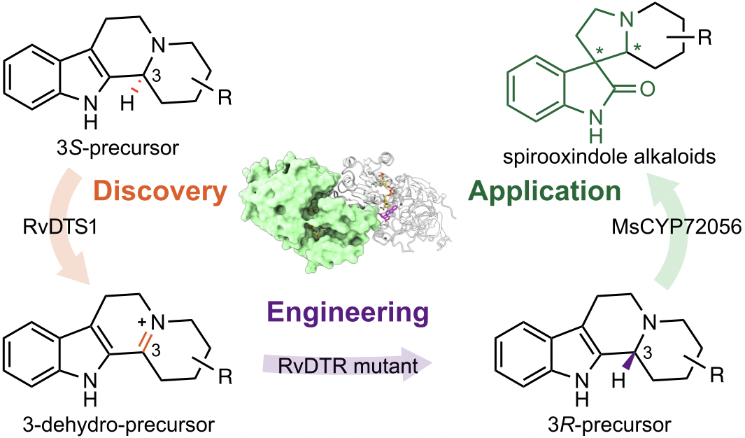 JACS | 江寅迪/古阳实现植物螺环氧化吲哚生物碱的集群式生物合成