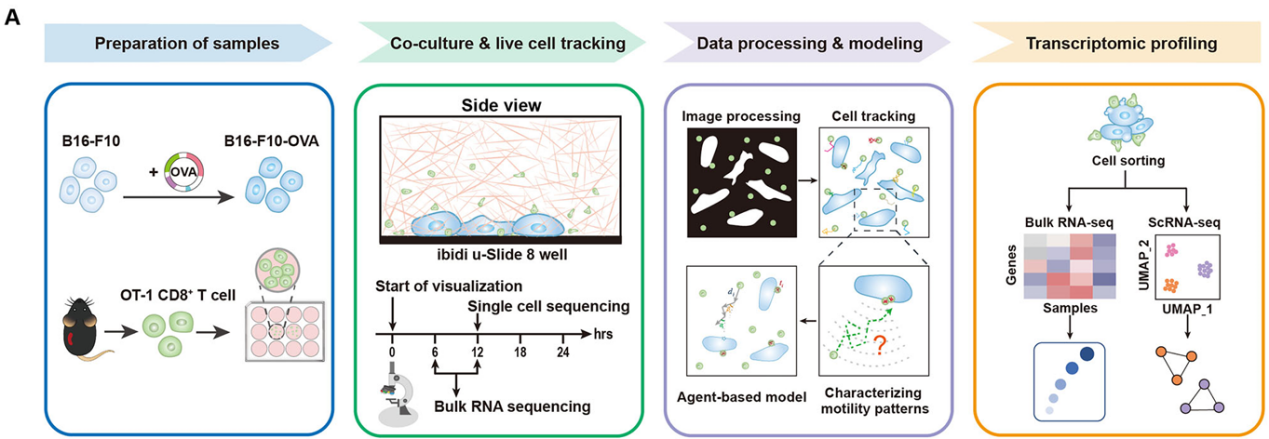 Commun Biol & J Pathol Clin Res | 定量解析肿瘤微环境——探究杀伤性T淋巴细胞运动模式与肿瘤内细胞空间分布特征