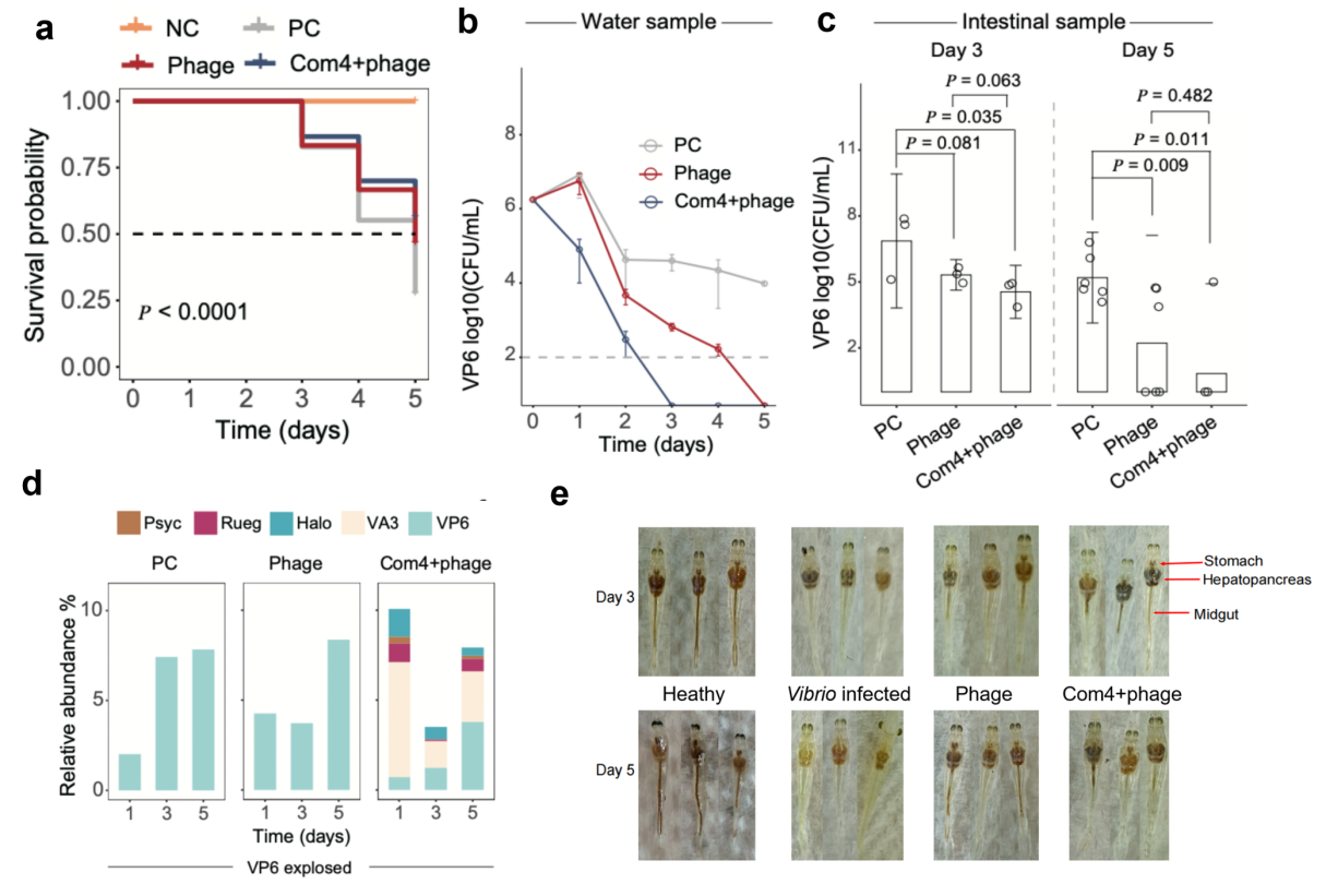 npj Biofilms and Microbiome｜小虾米的大救星！ 肠道共生菌联手噬菌体对抗南美白对虾弧菌病