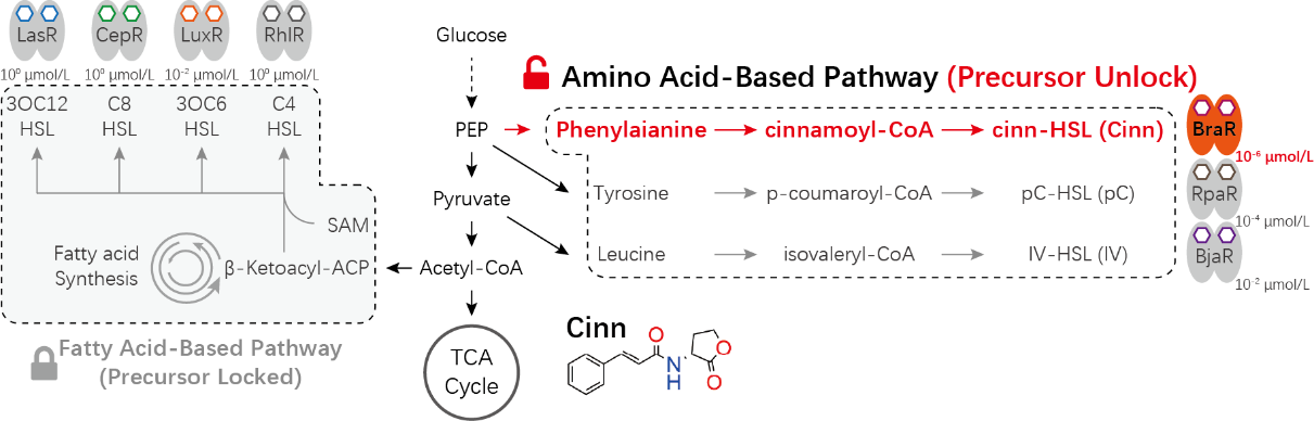 Cell Systems封面文章 | 重构多细胞生命“语言”：娄春波团队开发“超灵敏、低负担”的哺乳动物细胞通讯新系统