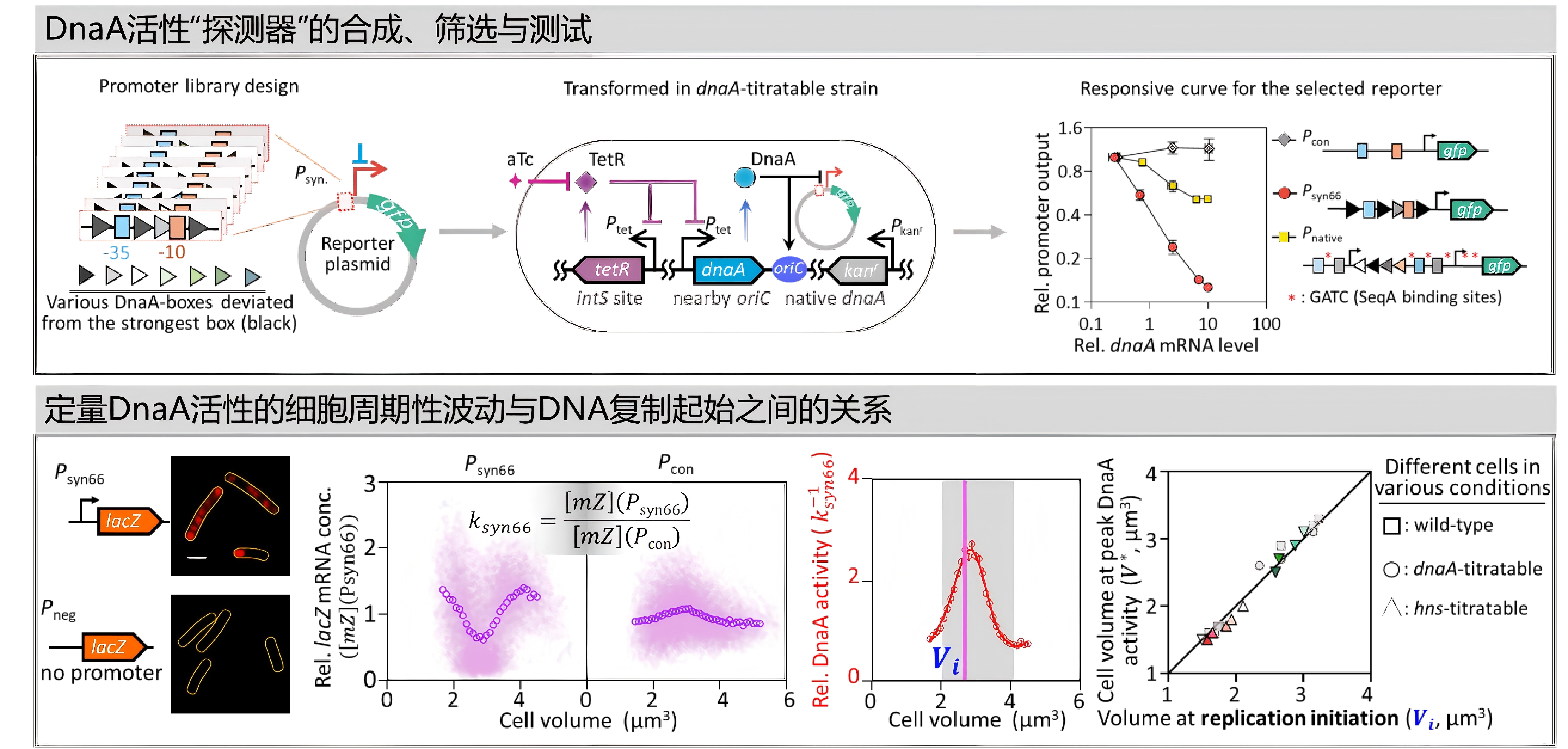 eLife | 刘陈立团队揭示细菌DNA合成与生物量增长的协同机制