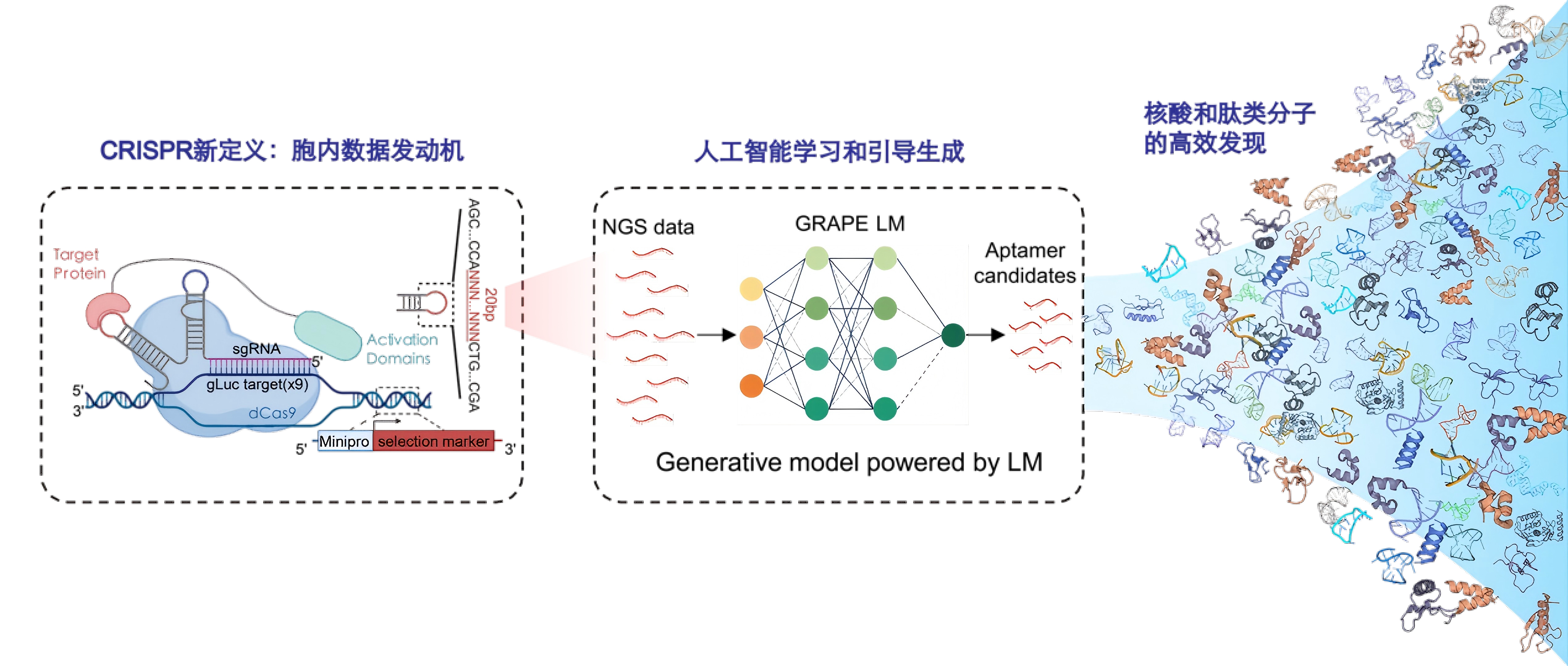 专家点评Nature Biotechnol. | 王宇团队报道CRISmers+GRAPE-LM RNA适配体进化新范式