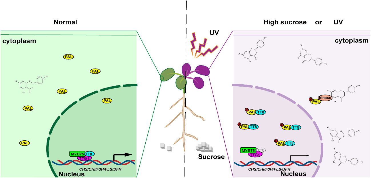 Science Advances | 当经典代谢酶“走进细胞核”：植物如何为黄酮代谢踩下“分子刹车”？