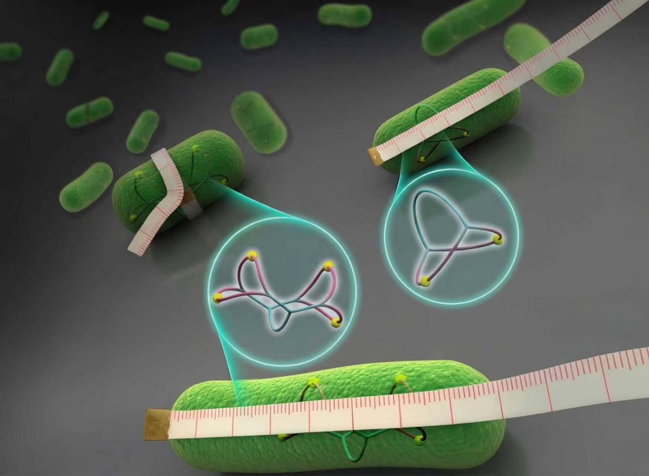 Nature合成生物学专辑推荐定量合成生物学全国重点实验室成果：迈向精准生物设计之路