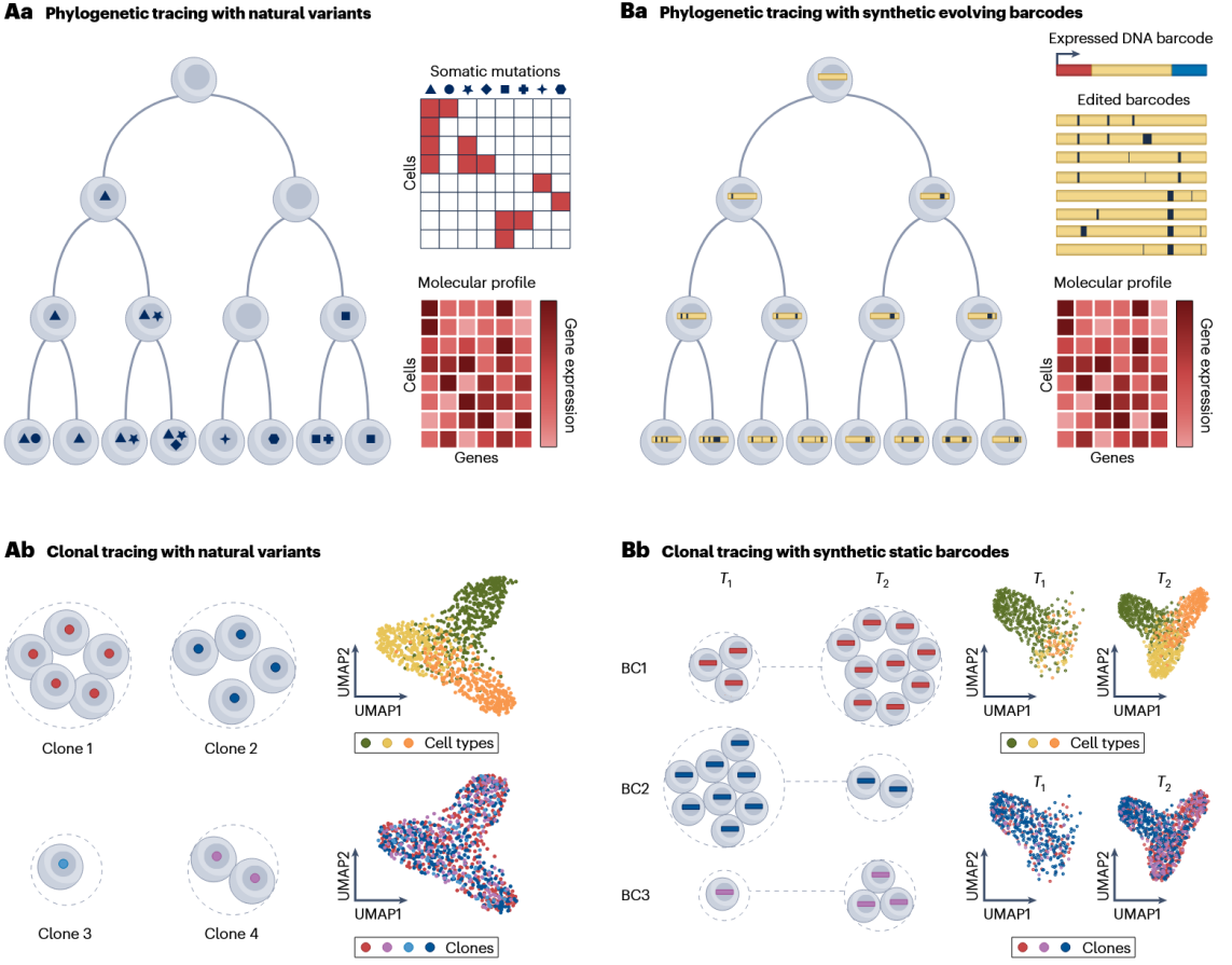 Nature Reviews Genetics｜定量合成生物学全国重点实验室胡政团队全面总结多模态谱系示踪数据计算方法