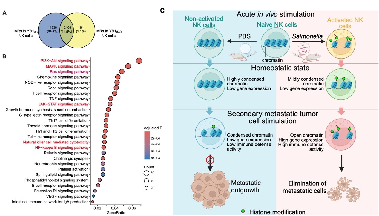 Molecular Therapy | 一次治疗，持续保护：细菌训练NK细胞建立长期抗转移免疫
