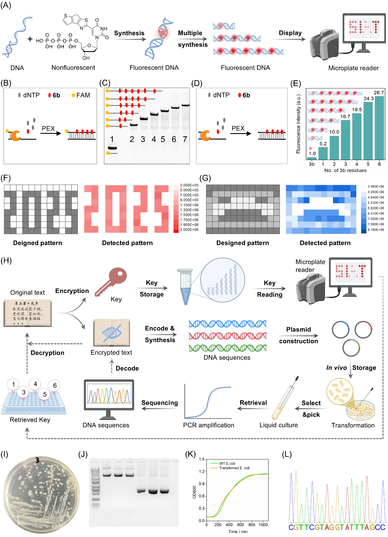 Nucleic Acids Research | 定量合成生物学全国重点实验室创制新型非天然荧光开启核苷，赋能核酸标记与信息存储