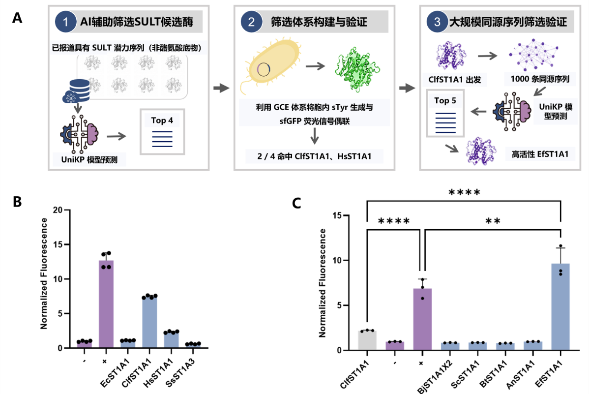 Chemical Engineering Journal | AI赋能酶挖掘，定量合成生物学全国重点实验室实现磺基酪氨酸高效胞内合成