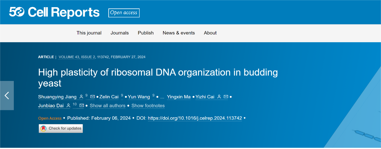 Cell reports封面文章 | 从不确定中寻求确定，戴俊彪/蔡毅之团队实现串联重复的真核核糖体DNA的深度精简与重塑