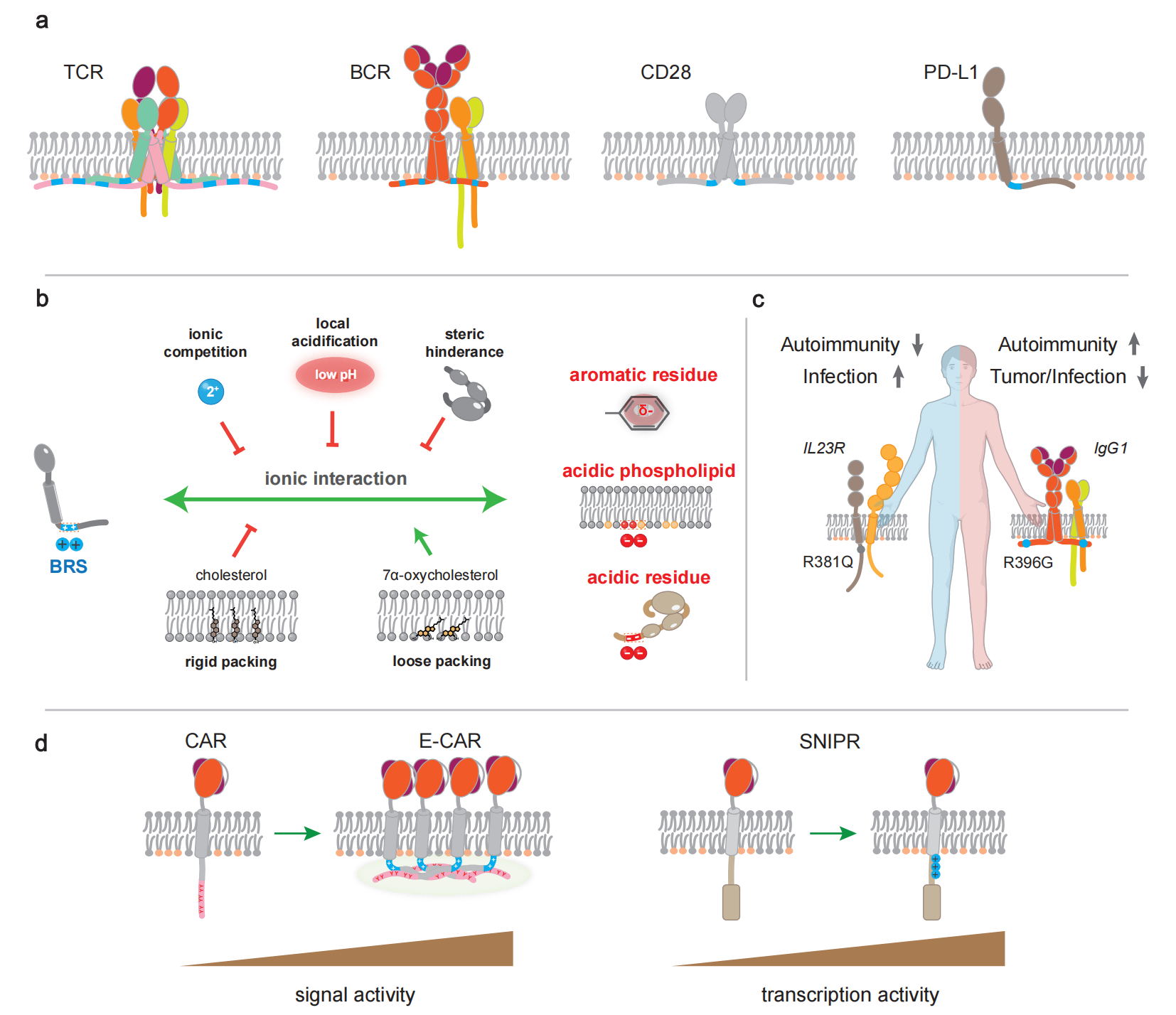 Nat Rev Immunol | 施小山/许琛琦阐述免疫受体的近膜静电调控理论